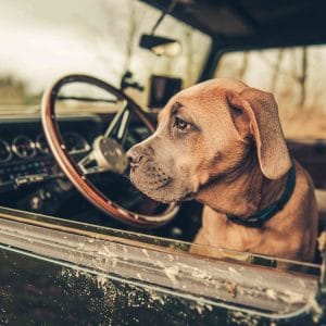 Land Rover Defender with Puppy