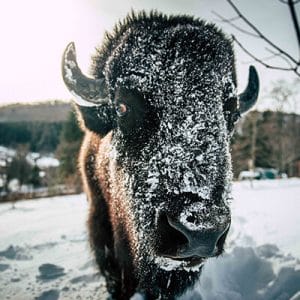 Bison in the snow
