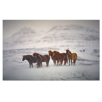 Icelandic Horses Metal Print