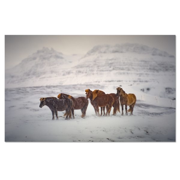 Icelandic Horses Metal Print