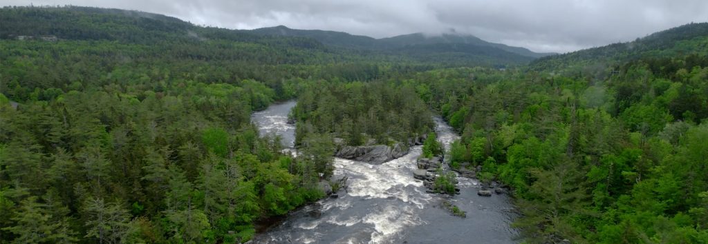 Maine Moose Adventure