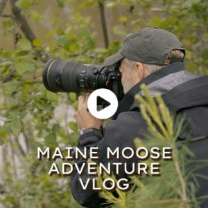 Maine Moose Adventure