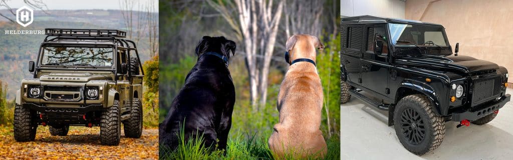 Newsletter: Defenders, Dogs and Lessons in Life