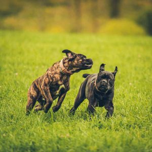 dogs running